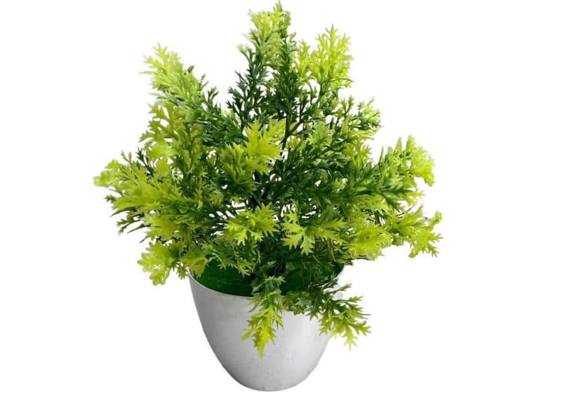 Potted Plant 112-4 Fern